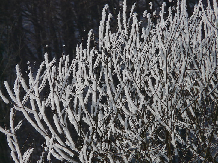 tree, hoarfrost, snow, back light, deep snow, wintry