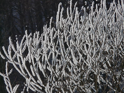 albero, hoarfrost, neve, luce posteriore, neve profonda, invernale