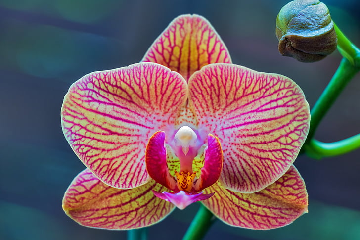 orchidej, Phalaenopsis, lepkeorchidea, květ, závod