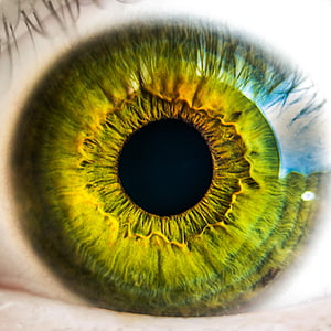occhio, bulbo oculare, verde, visione, vista, retina, vista
