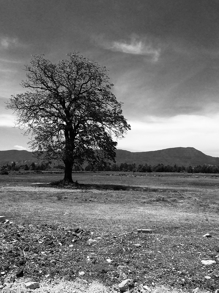 arbre, Retrat, natural, solitari, paisatge, blanc i negre