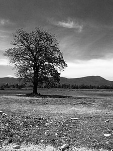 boom, Portret, natuurlijke, eenzaam, landschap, zwart-wit