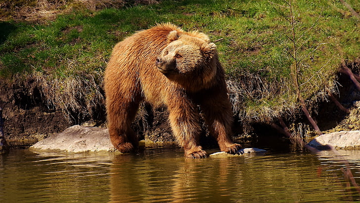 Evropski rjavi medved, divje živali, medved, nevarno, živalski svet, krzno, narave
