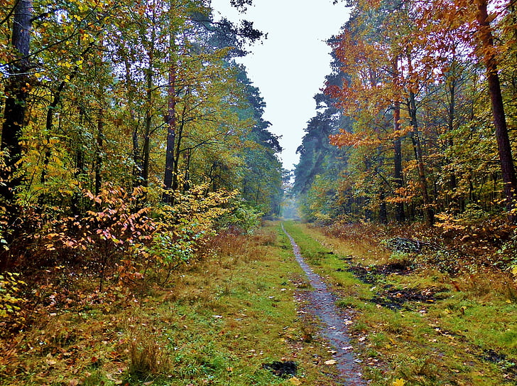 forest path, path, autumn mood, forest, trees, leaves, colorful