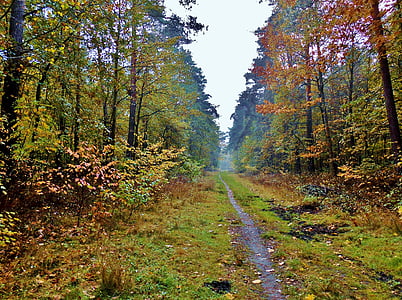 lesní cesta, cesta, podzimní nálada, Les, stromy, listy, barevné