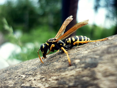 Wasp, sọc, bọ cánh cứng