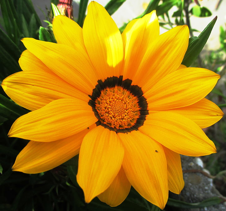 flower, blossom, bloom, yellow, close, spring, summer