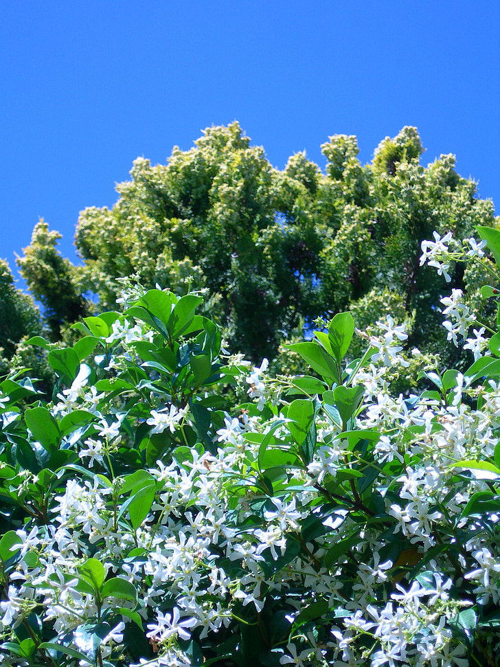 Jasmine star, białe kwiaty, Thuja, drzewo, kwitnienia, Creeper, rustykalne