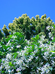 iasomie star, flori albe, Thuja, copac, cu flori, vierme, rustic