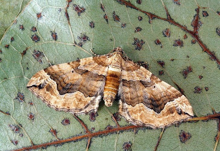 ćma, z bliska, Natura, owad, makro, błąd, dzikich zwierząt