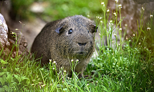 guinea pig, smooth hair, lemonagouti, black-cream-agouti, nager, rodent, pet