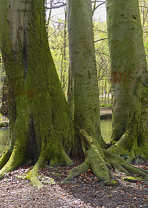 Moss er omfattet, træer, elske udskæringer, natur, baggård, skov, haven