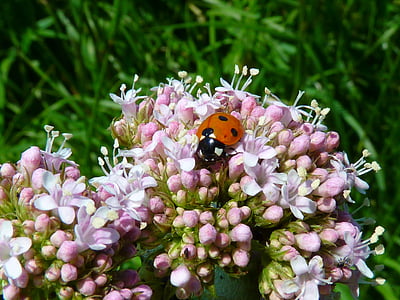 valerian, flower, pink, plant, ladybug, animal, beetle