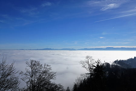 Forest, Dim, Uetliberg, Zurich, scenics, Sky, nature