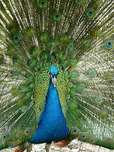 peacock, bird, pen, animals, wheel, feather, animal