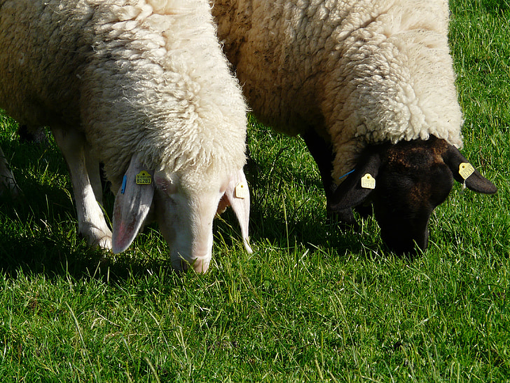 sheep, pair, black, white, graze, togetherness, together