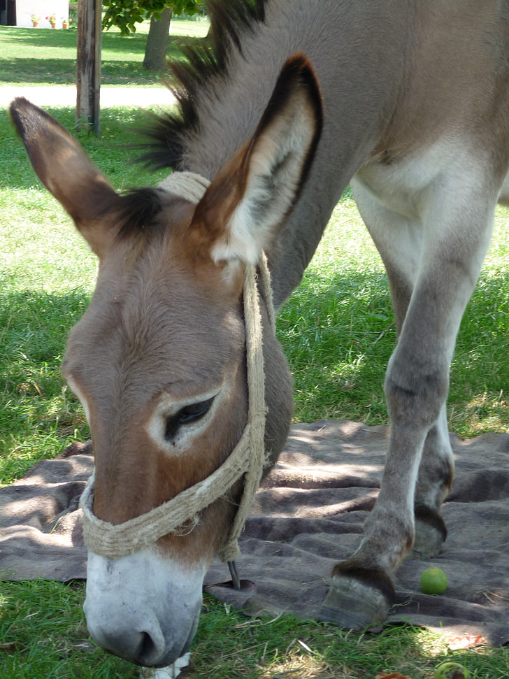 Donkey, màu nâu, động vật, ăn, đầu, tai, dây