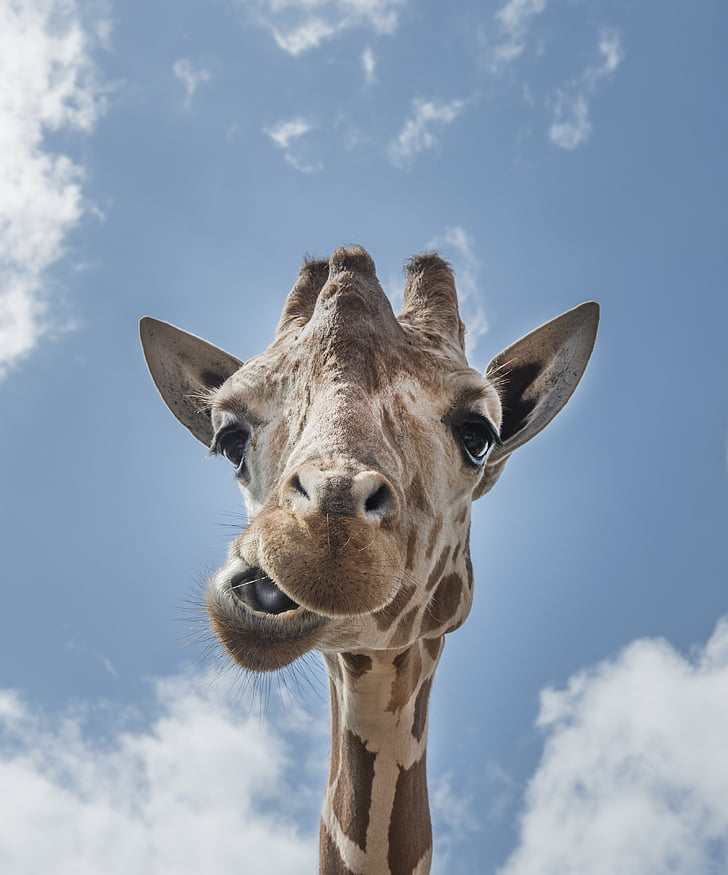 žirafa, vedúci, ústach, smiešny, Zavrieť, Zoo, voľne žijúcich živočíchov