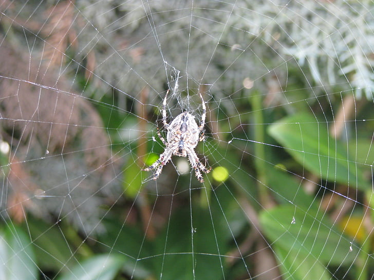 laba-laba, Cobweb, hewan, menggantung, arakhnida air