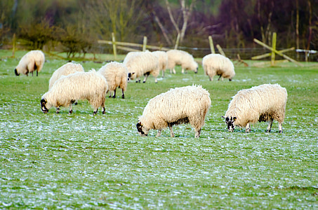 pecore, azienda agricola, agricoltura, gruppo, primavera, scena, terra