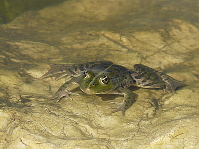 đôi mắt ếch, Ao, con cóc, nước, ếch nước, đóng, màu xanh lá cây
