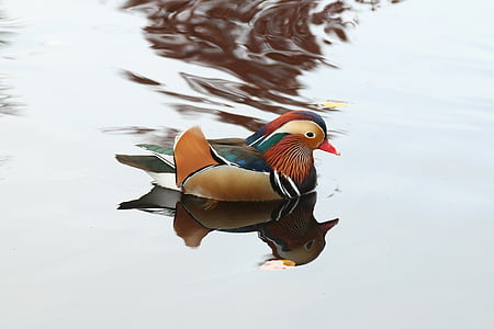 mirror, ducks, water bird, swim, pond, nature, bird
