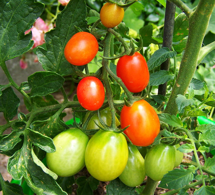 punane-roheline tomat, köögiviljad, toidu