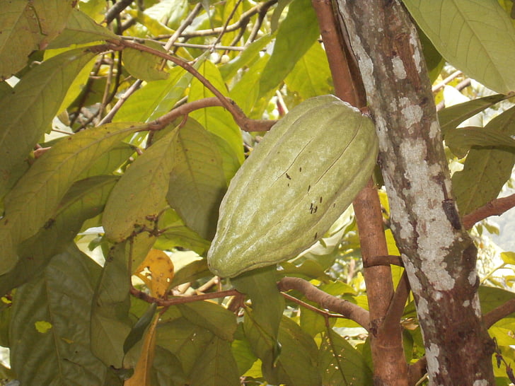 Бали, какао завод, праздник