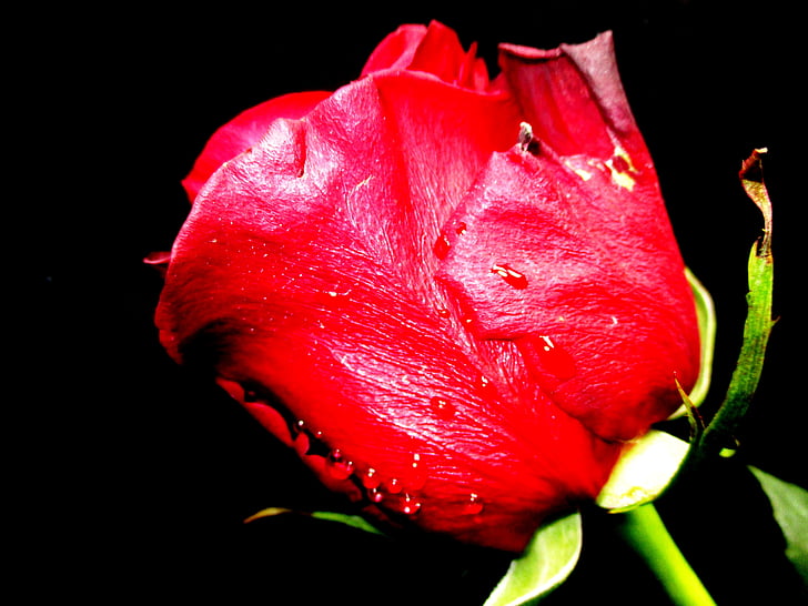 flower, rose, rose bloom, red
