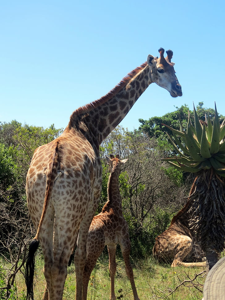 kirahvit, vauvan giraffe, Afrikka, Luonto, nisäkäs, Safari