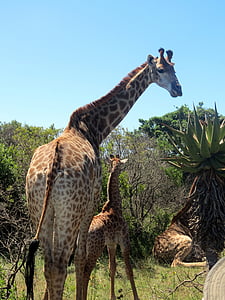 Жирафы, Детские Жираф, Африка, Природа, млекопитающее, сафари