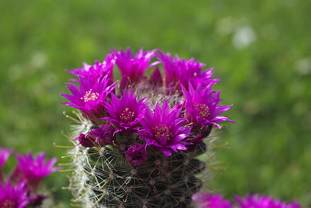 Cactus, Blossom, Bloom, Kannus, kasvi, vaaleanpunainen, violetti