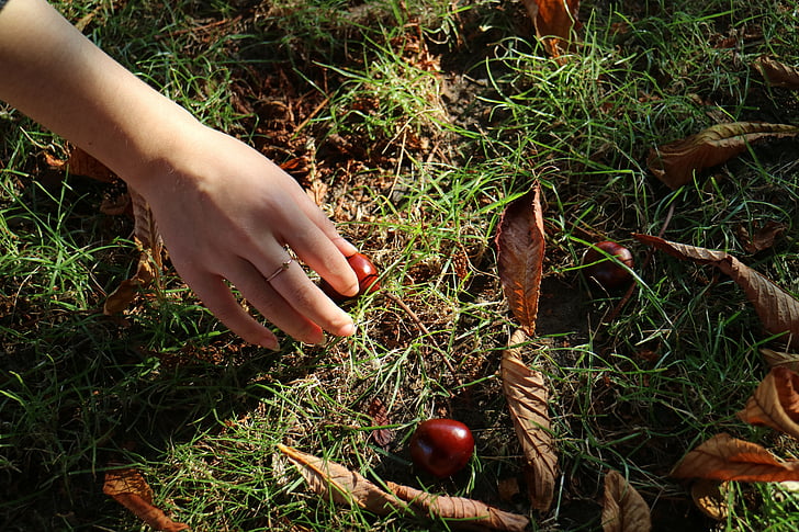 kastanjer, hånd, natur, efterår