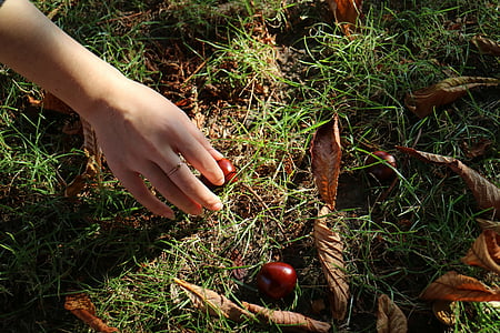 chestnuts, hand, nature, autumn