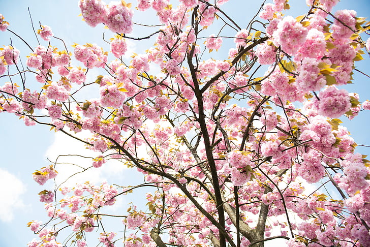 cherry, blossom, tree, blue, sky, flower, petals