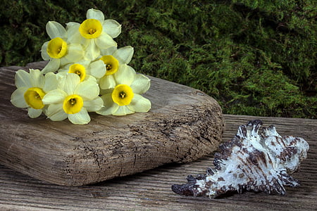 flowers, daffodils, shell, background, wood, wood - Material, nature