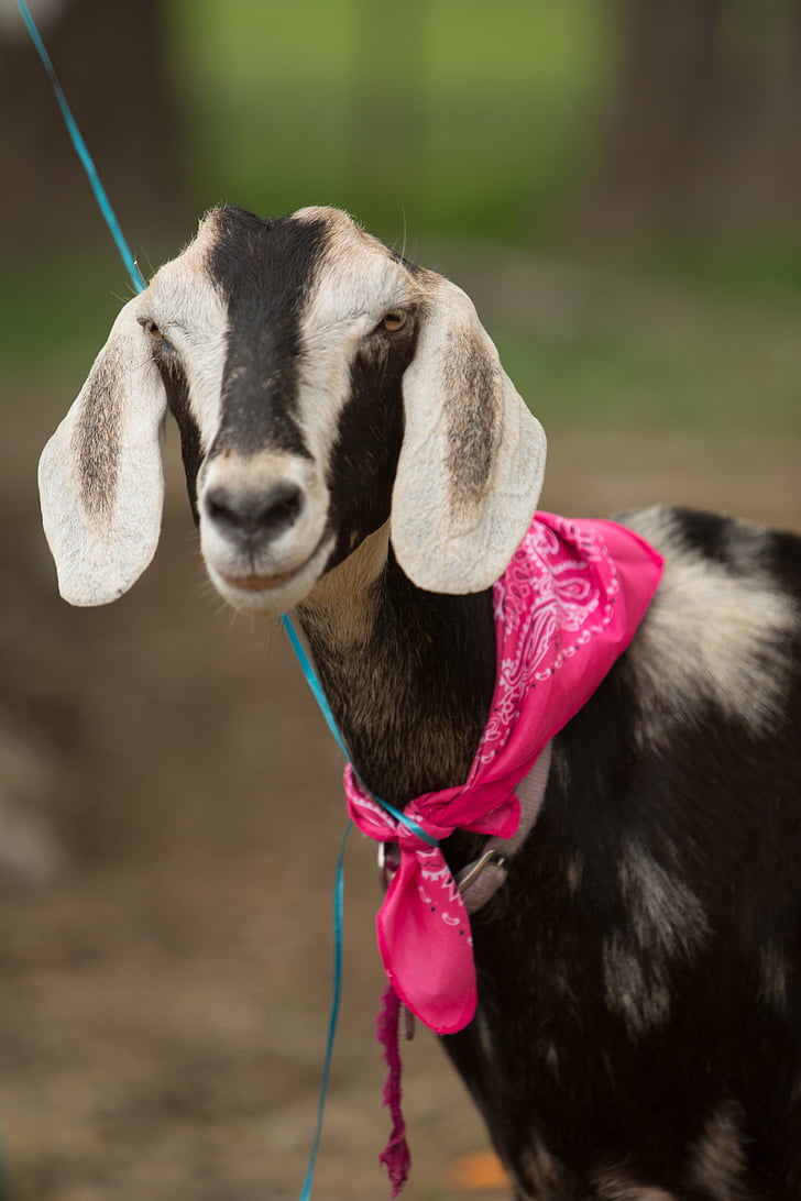 goat, farm, silly, happy, pink, animal, mammal