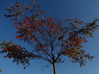 automne, feuilles d’automne, ciel bleu, bleu, rouge, jaune, brun