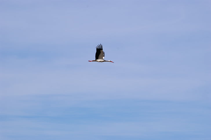 Čáp, pták, Dom, Fly, křídla, Himmel