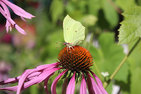 vlinder, bloem, zomer, natuur, tuinplant, Close-up