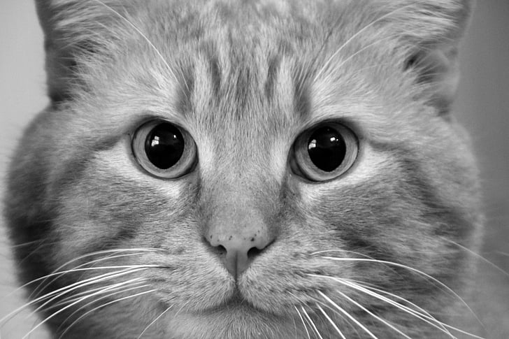 mačka, Kitty, Mačací, milý, PET, rozkošný, tvár