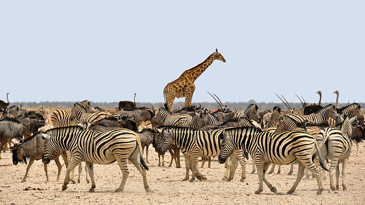 Zebra, GNU, zsiráf, Afrika, Namíbia, természet, száraz