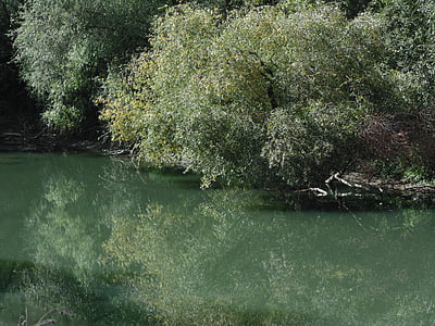 naturen, vatten, miljö, reflektion, floden, fredliga, träd