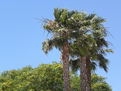 palmy, Portugalia, Algarve, palmy