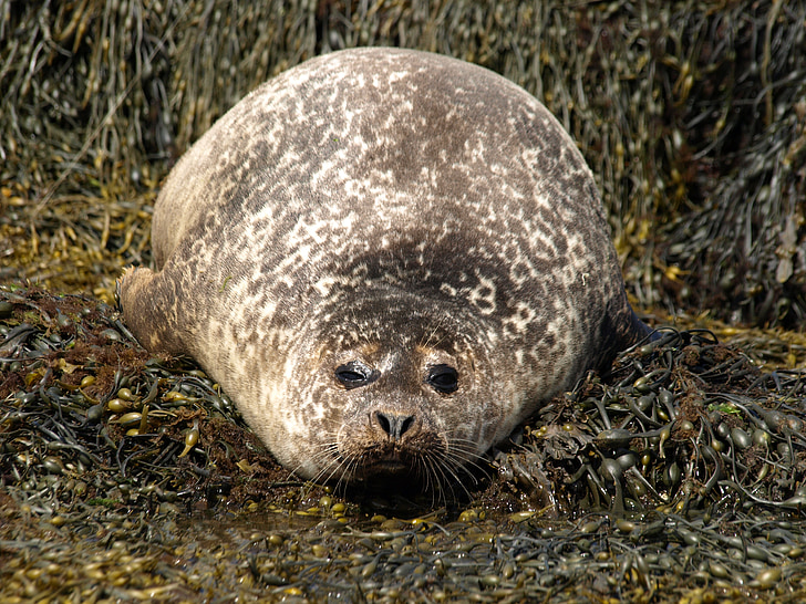 seal, seaweed, nature, animal, mammal, wildlife, cute