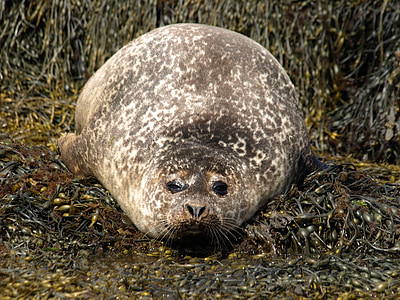 Seal, zeewier, natuur, dier, zoogdier, dieren in het wild, schattig