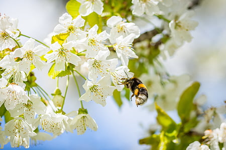 Hummel, vyšnių žiedai, rinkti nektarą, vabzdžių, žiedadulkių, Gamta, pavasarį