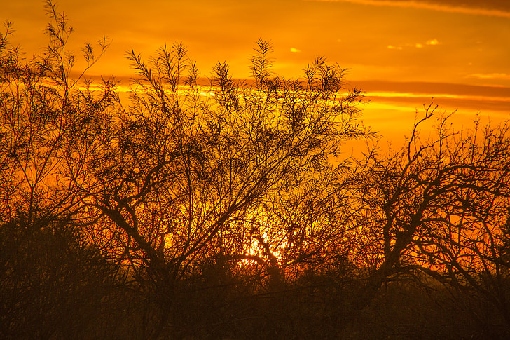 soleil du matin, Åmosen, lever du soleil, ciel orange, arbres, silhouettes