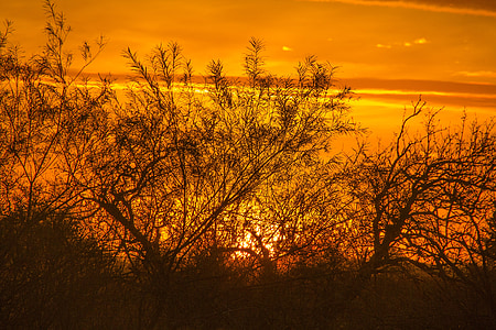 ochtendzon, åmosen, zonsopgang, oranje hemel, bomen, silhouetten