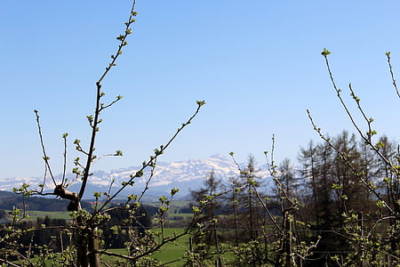 paisaje, árboles de manzano, flores, primavera, montañas, Alpstein, cielo